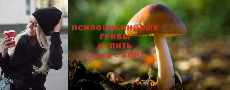 Галлюциногенные грибы Cubensis  наркотики  Пермь 